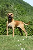BOERBULL 083